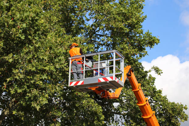 Best Leaf Removal  in Tioga Terrace, NY