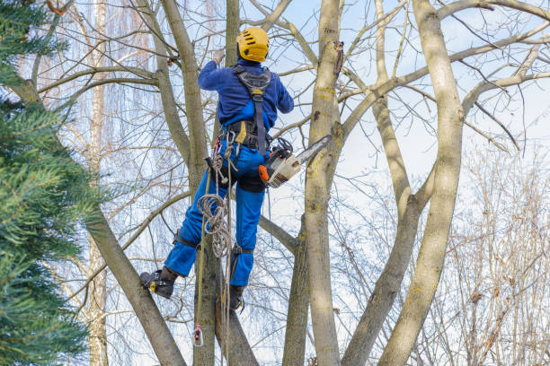 Best Tree Risk Assessment  in Tioga Terrace, NY