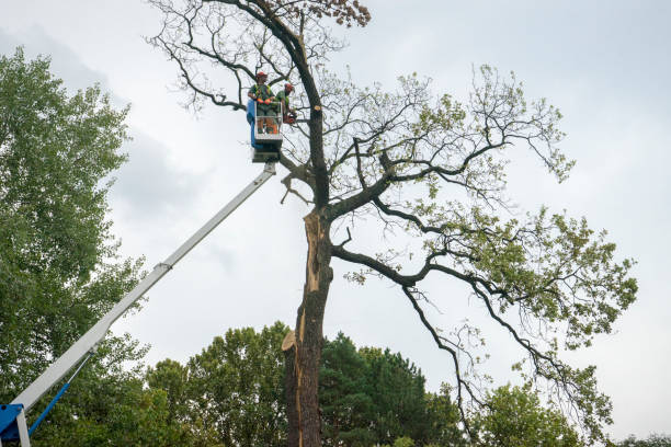  Tioga Terrace, NY Tree Services Pros