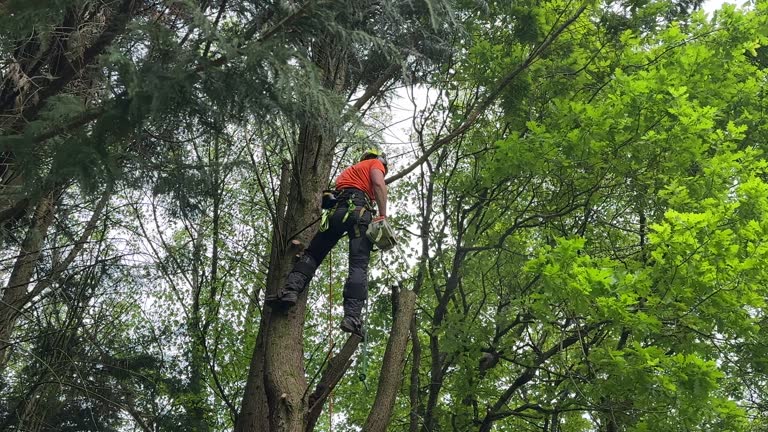 Best Lot and Land Clearing  in Tioga Terrace, NY