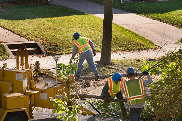 How Our Tree Care Process Works  in  Tioga Terrace, NY