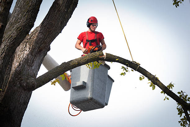 Best Tree Removal  in Tioga Terrace, NY
