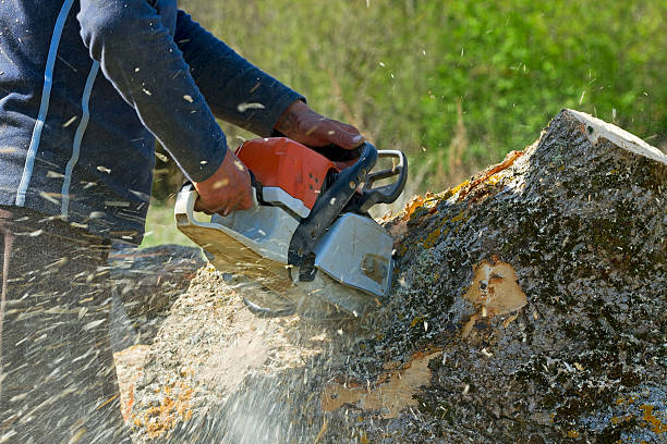 Best Root Management and Removal  in Tioga Terrace, NY