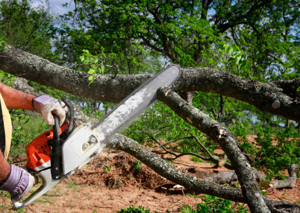 Best Tree Mulching  in Tioga Terrace, NY